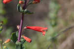 Scarlet beardtongue